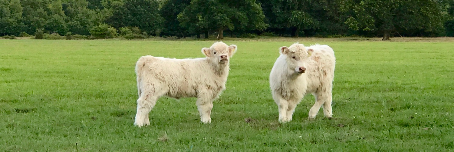 Hooglanders_wit - 1